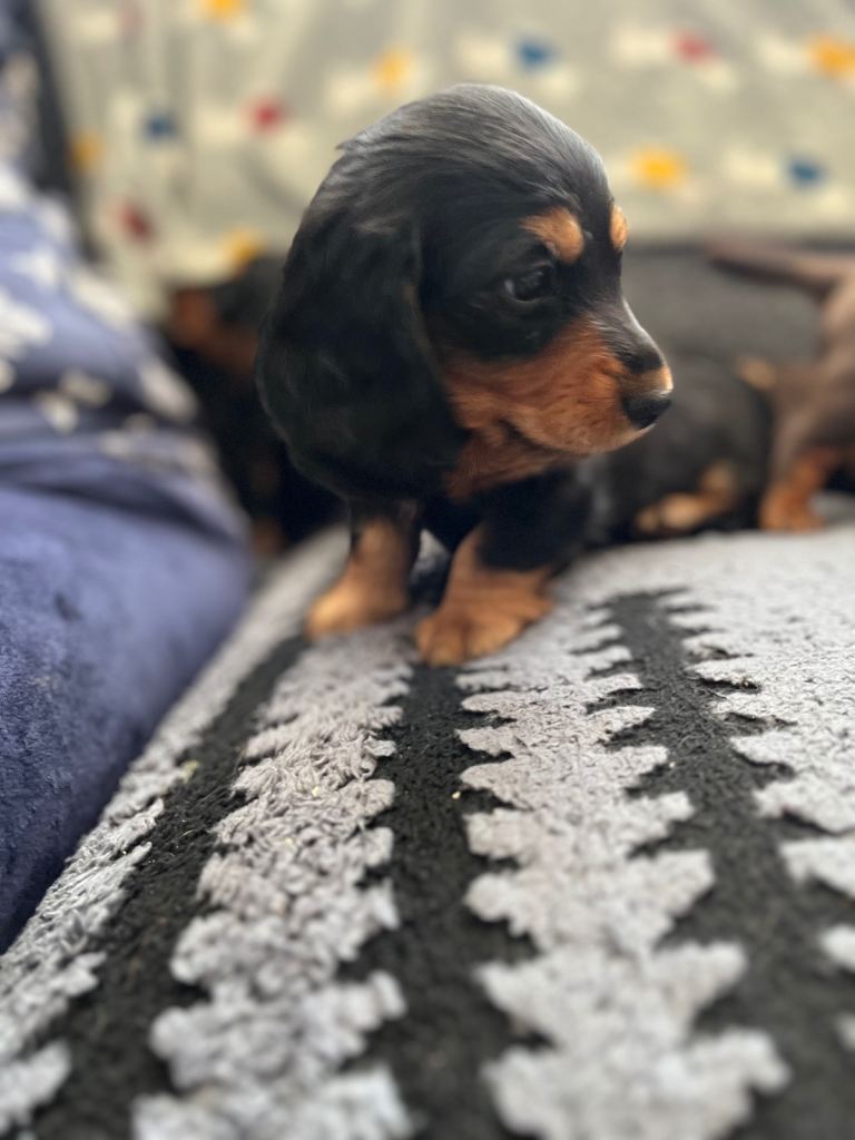 Mini dachshund girl long haired 