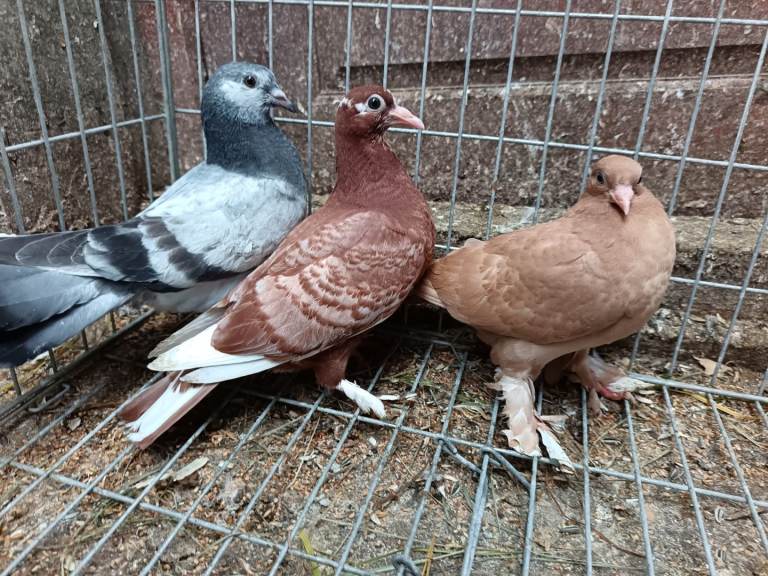 Pigeons for sale