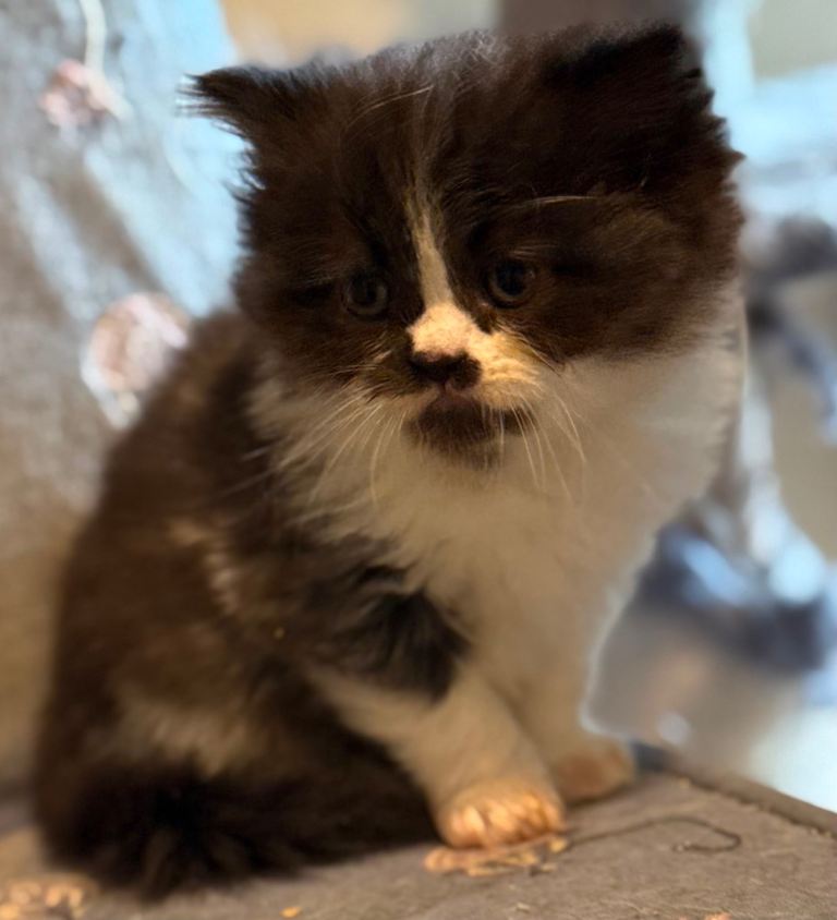 Stunning Persian kitten 