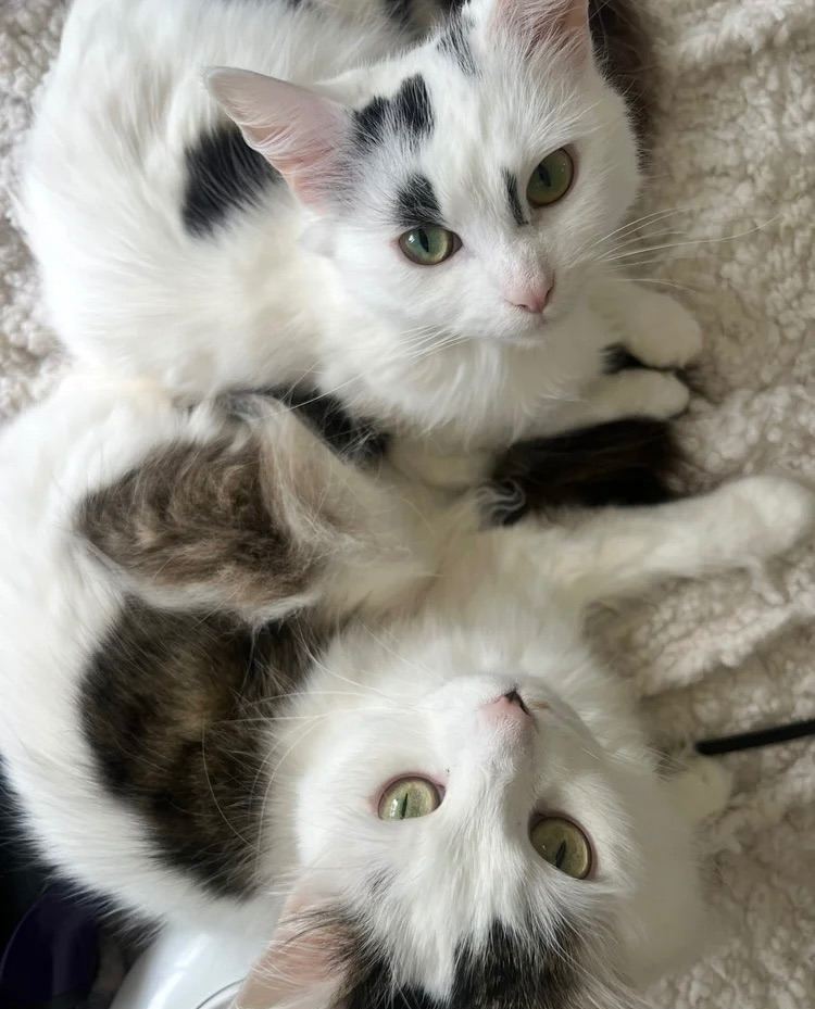 These are my lovely cats.