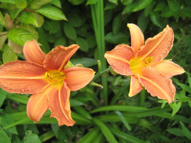 PERENNIAL DAY LILY 
