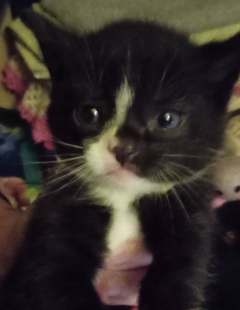 2 mixed breed British short hair