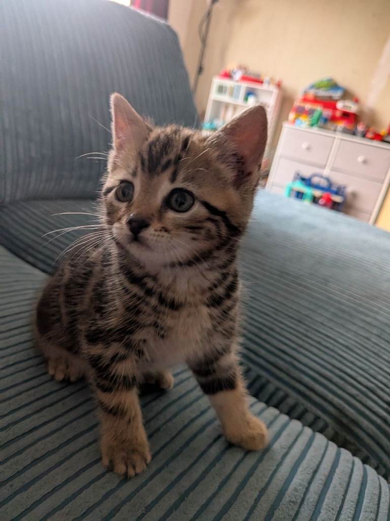 Beautiful female kitten needing home 9 weeks old