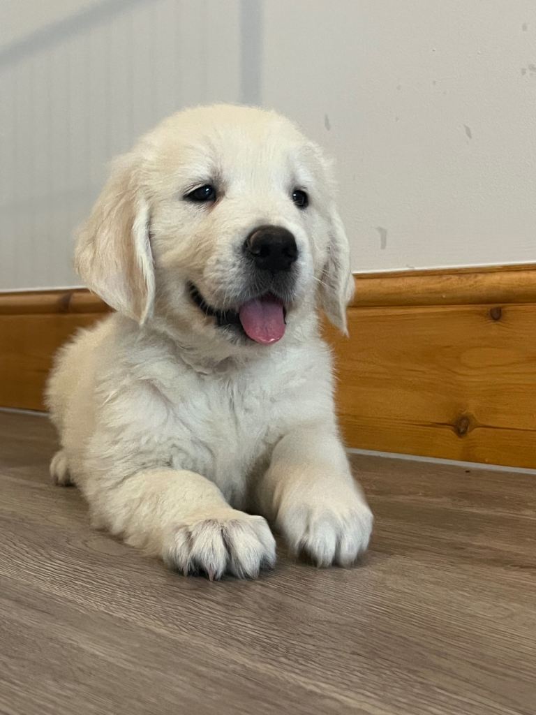 READY TO GO KC Old English Cream Golden Retriever Puppies