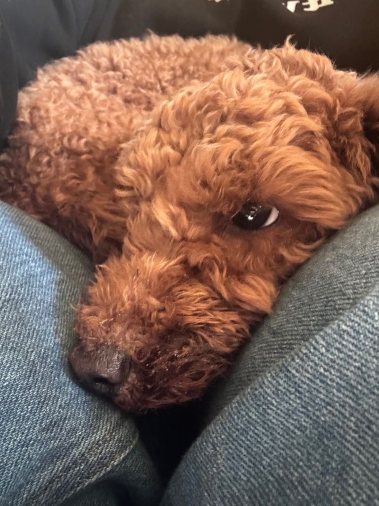 KC Red Fox miniature toy Poodle puppy ready now