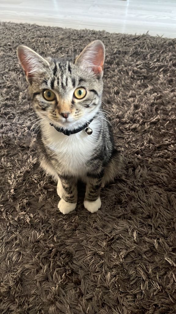 7 months female kitten 