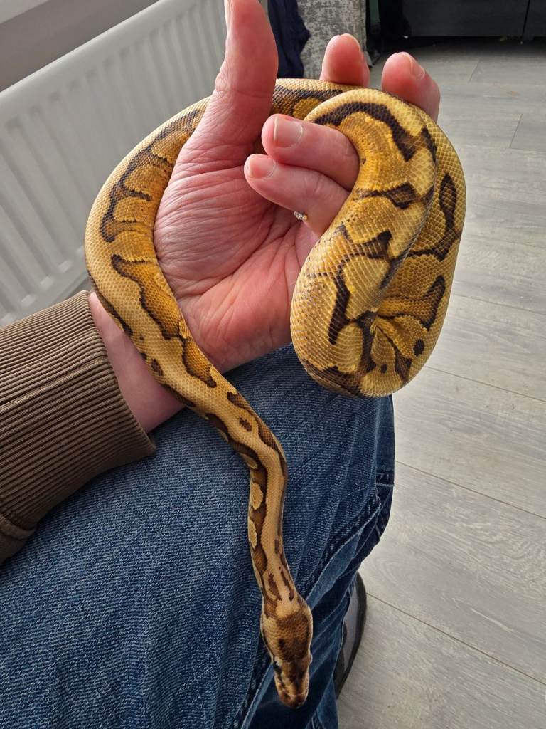 Ball python