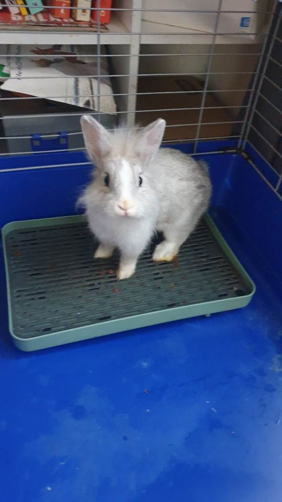 2 adorable mixed rabbits 