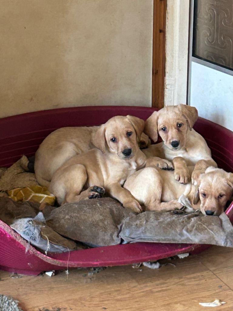 Labrador Puppies