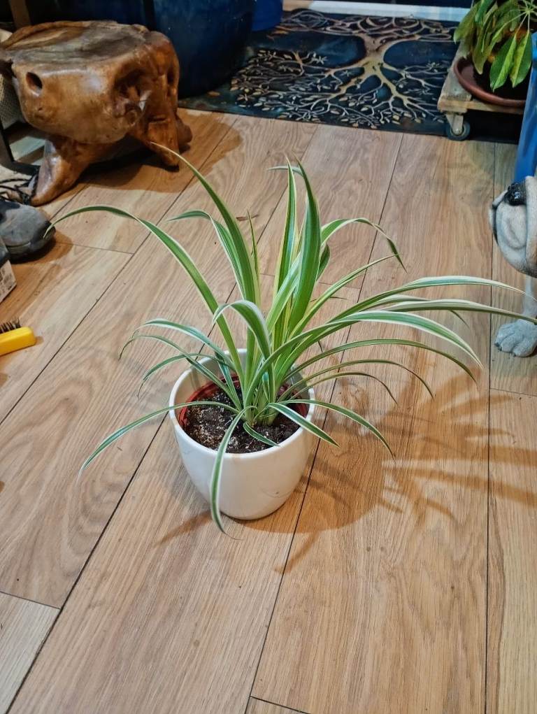 Spider plant