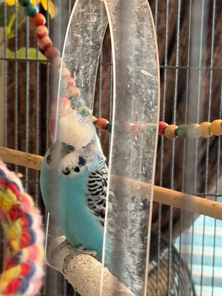 Two budgies