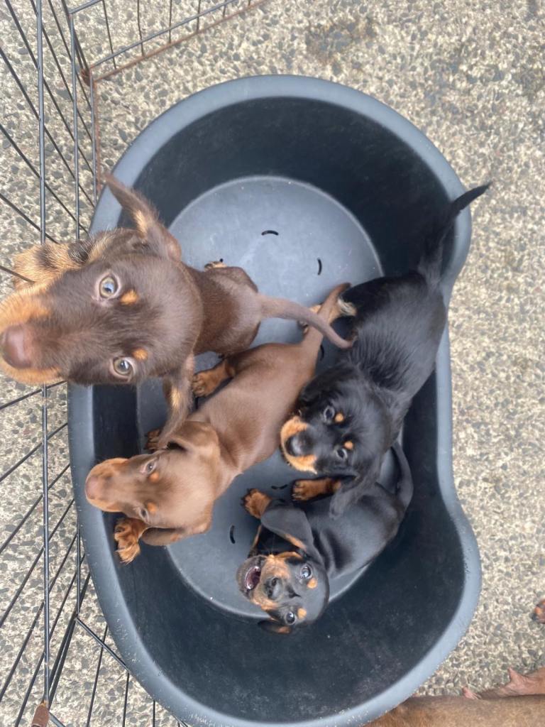Miniature Dachshund
