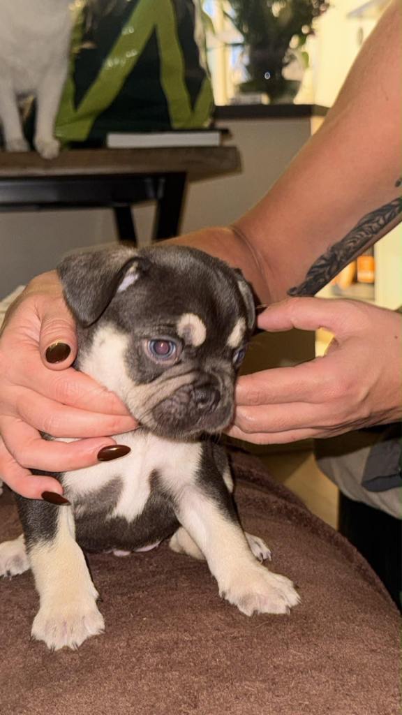 Four Pedigree French Bulldogs Available