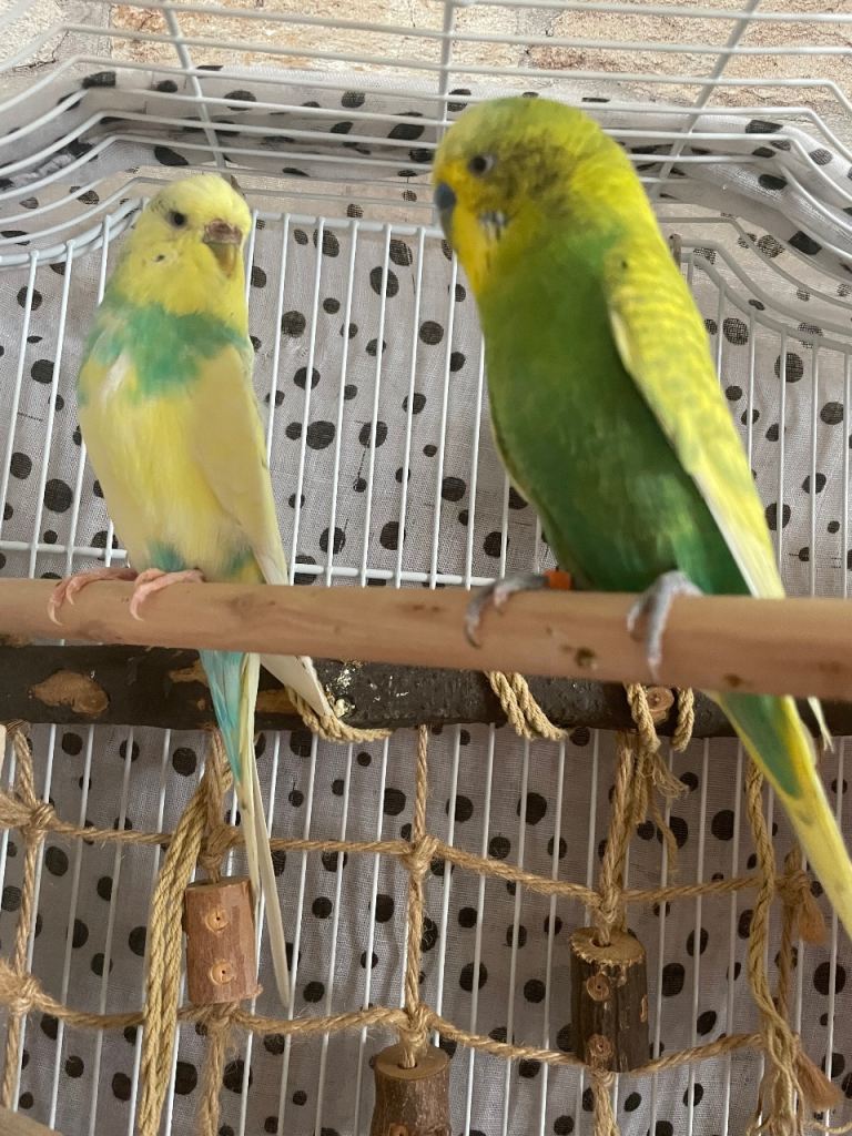 Beautiful female and male semi tame 