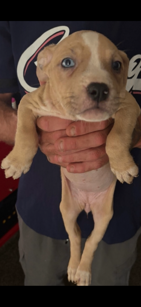 Pocket bully cross puppy’s 