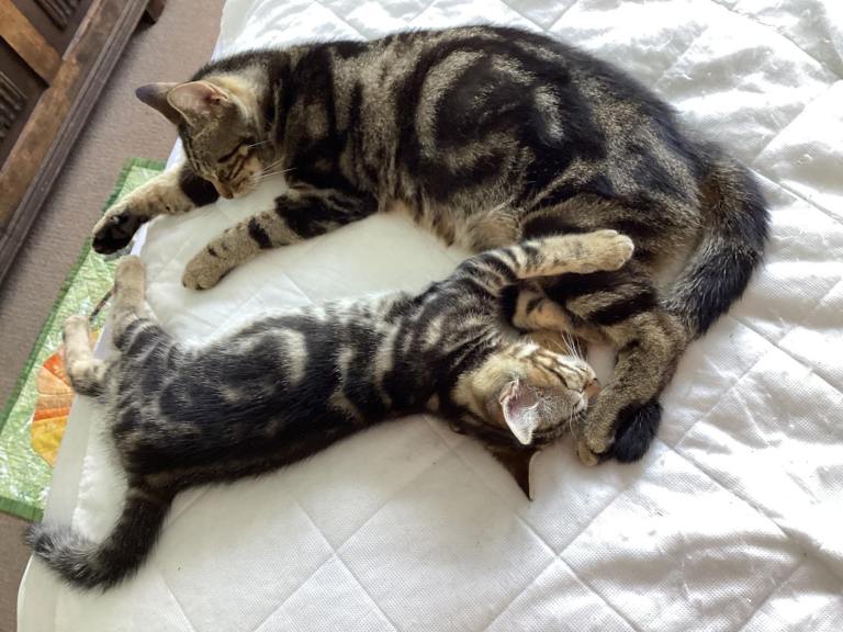 Two male tabby kittens ready to go to a loving home! 