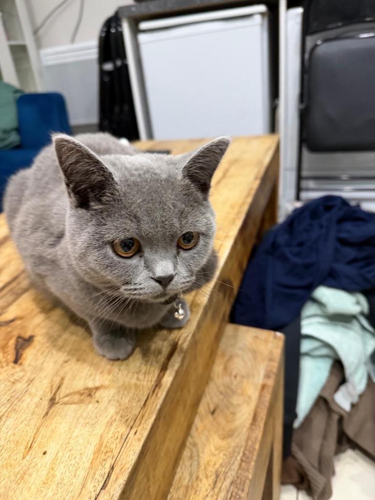Grey British Shorthair for sale