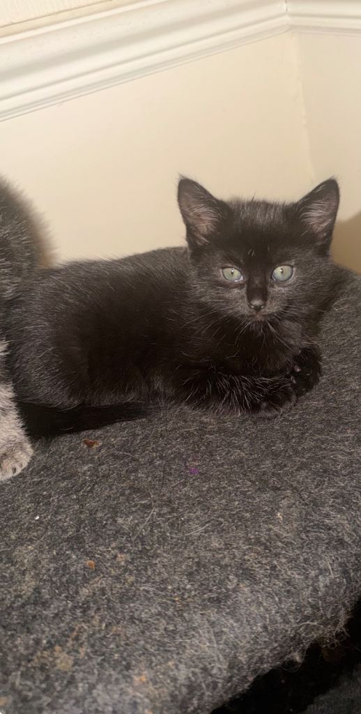 kittens 