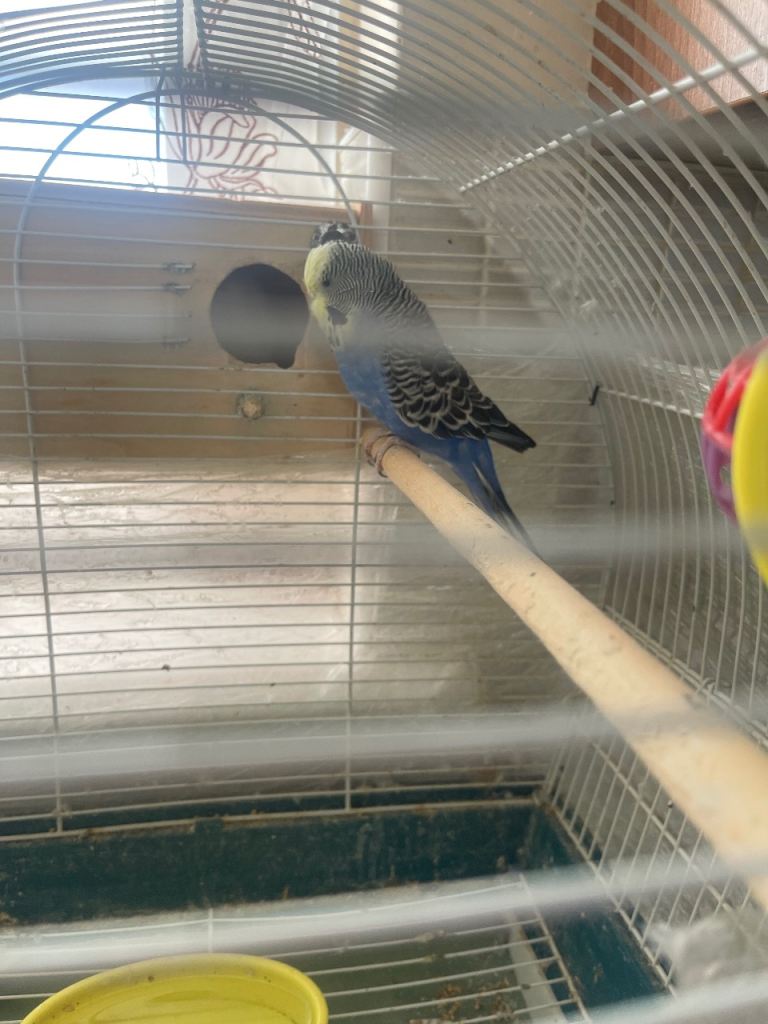 Single Male  Budgie with Cage 
