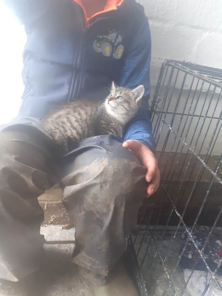Kittens