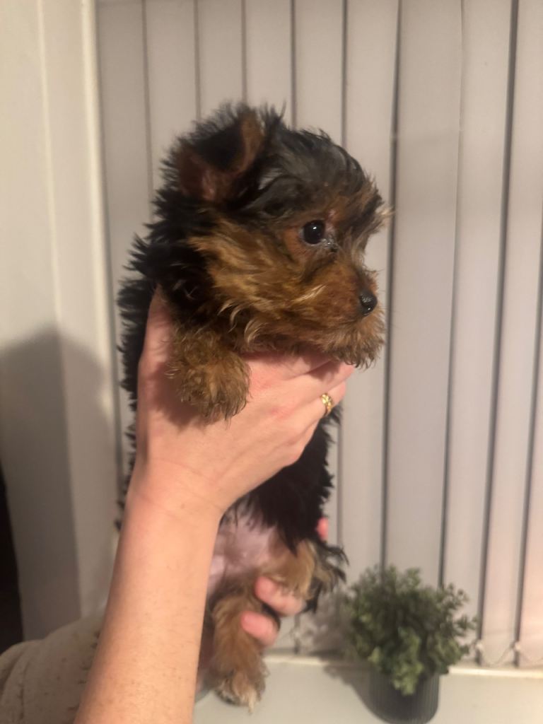 2 Yorkshire Terrier Puppies