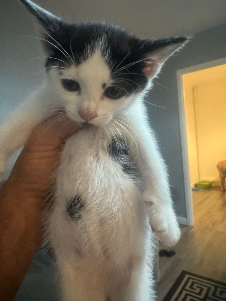 Girl Kitten for sale