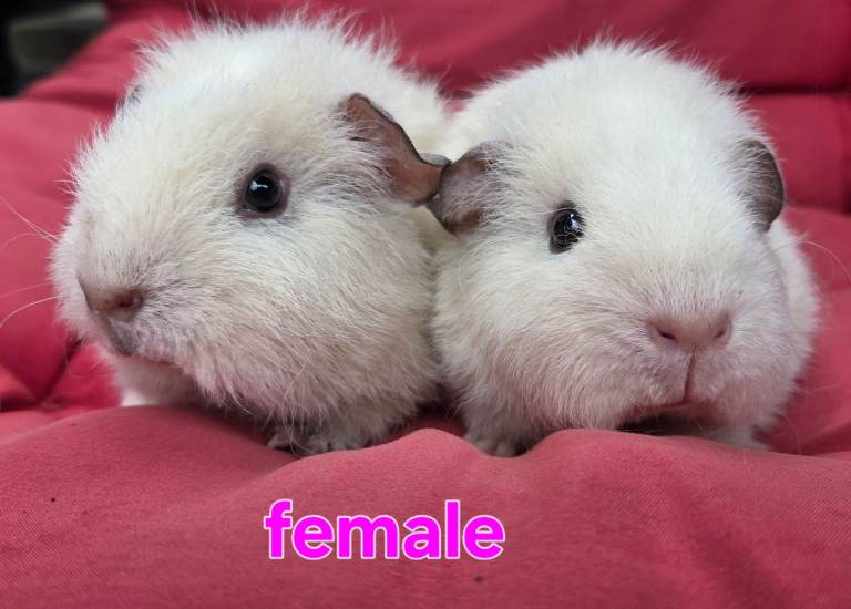 Fluffy sweet Guineapigs females 
