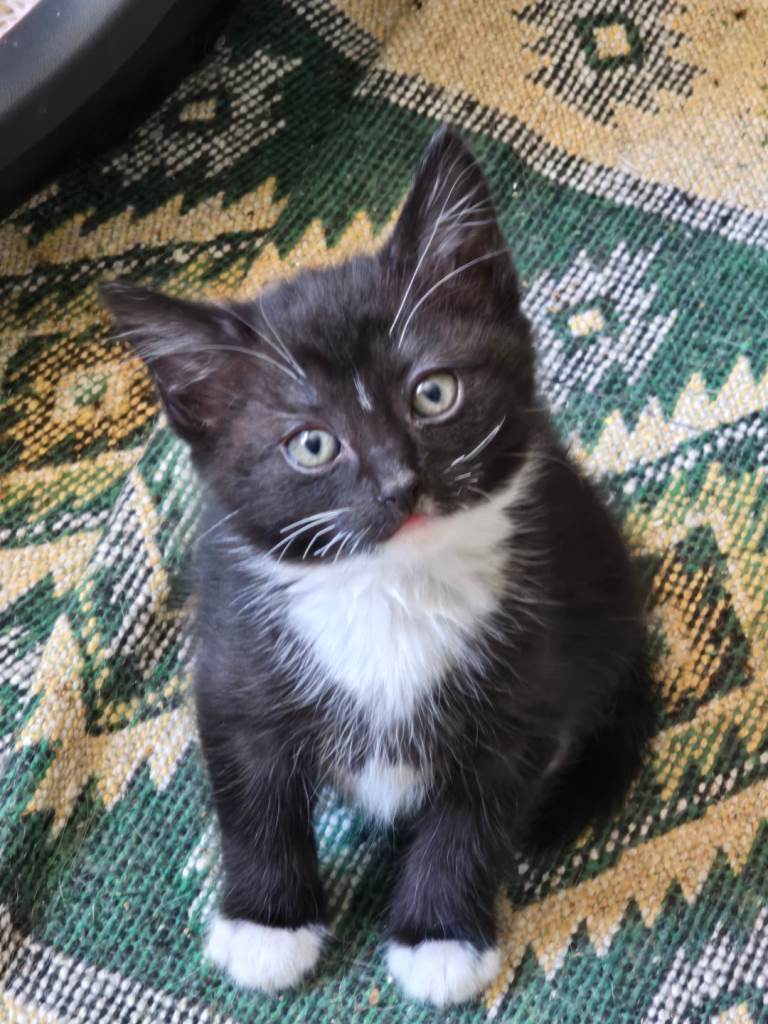 3 Beautiful kittens