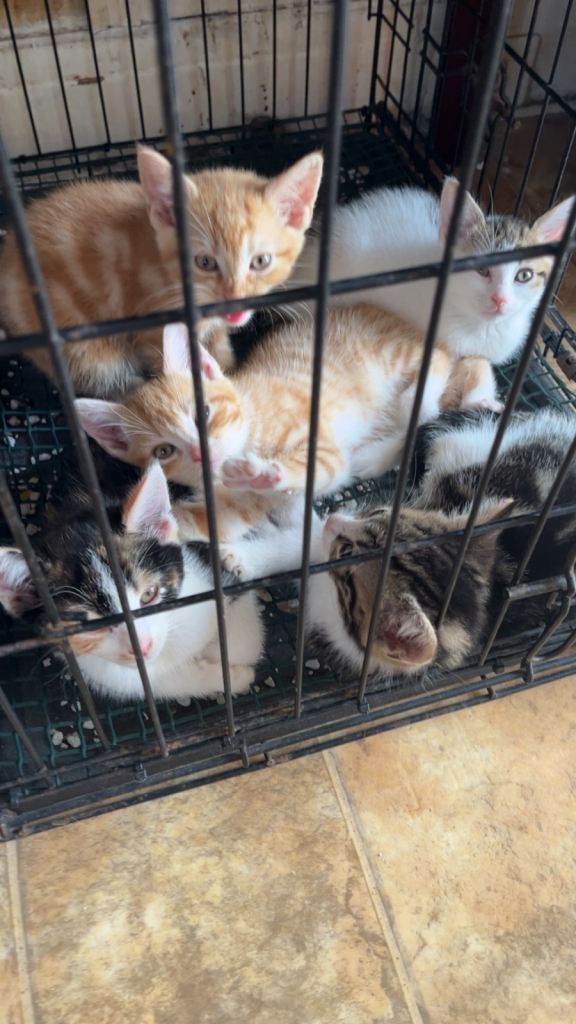 4 kittens for sale