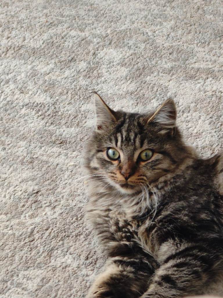 Norwegian Forest Cats - mixed breed 