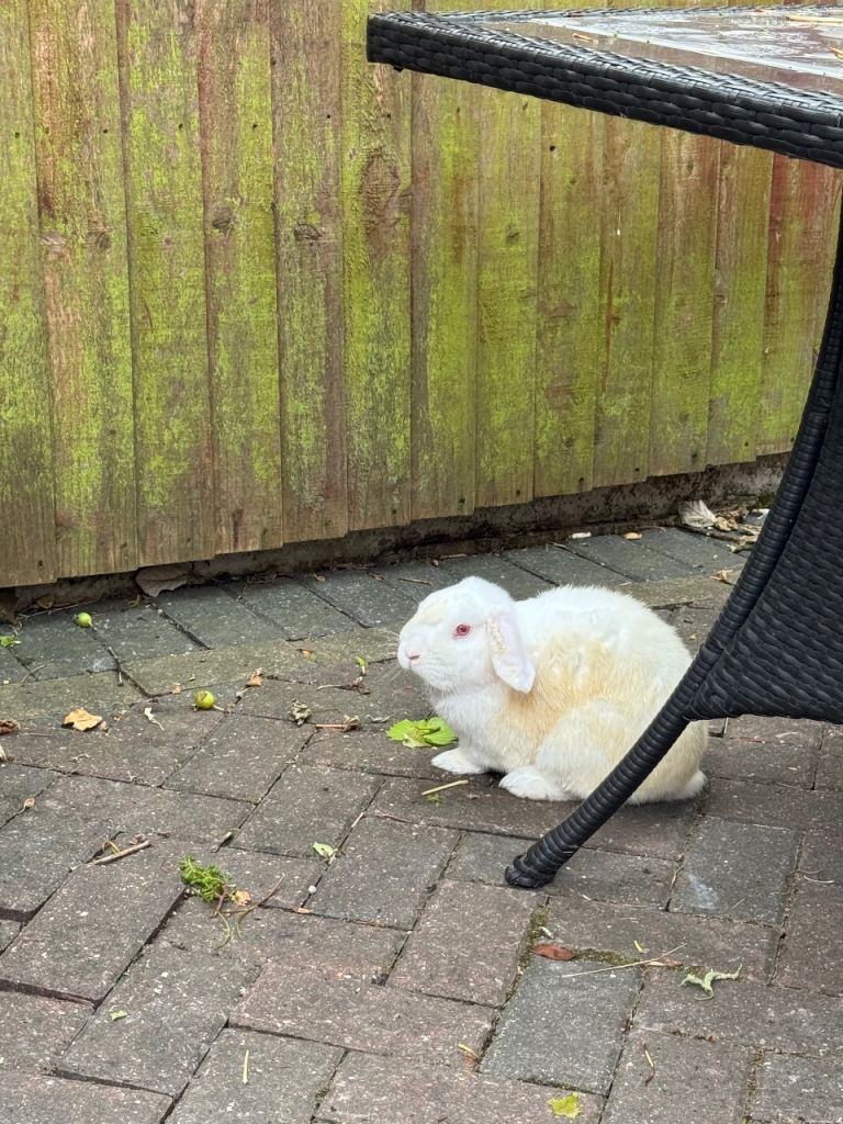 Two Rabbits 
