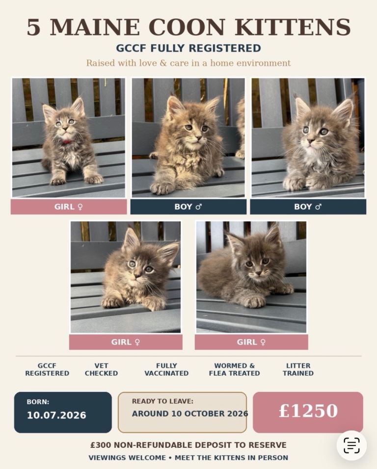 GCCF Fully Registered Maine Coon Kittens – 3 Girls & 2 Boys 🐾