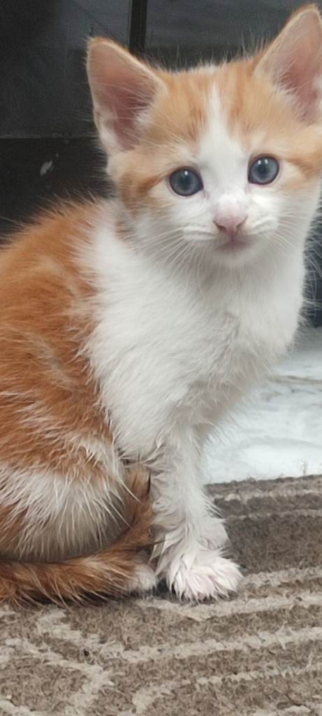 GINGER KITTENS FOR SALE