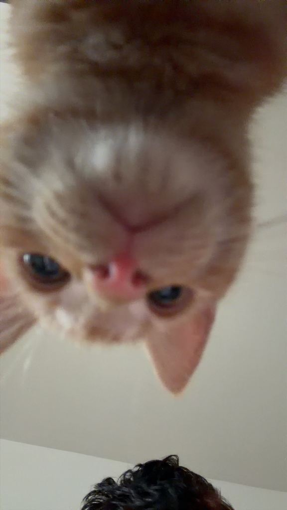 Three Kittens for sale 