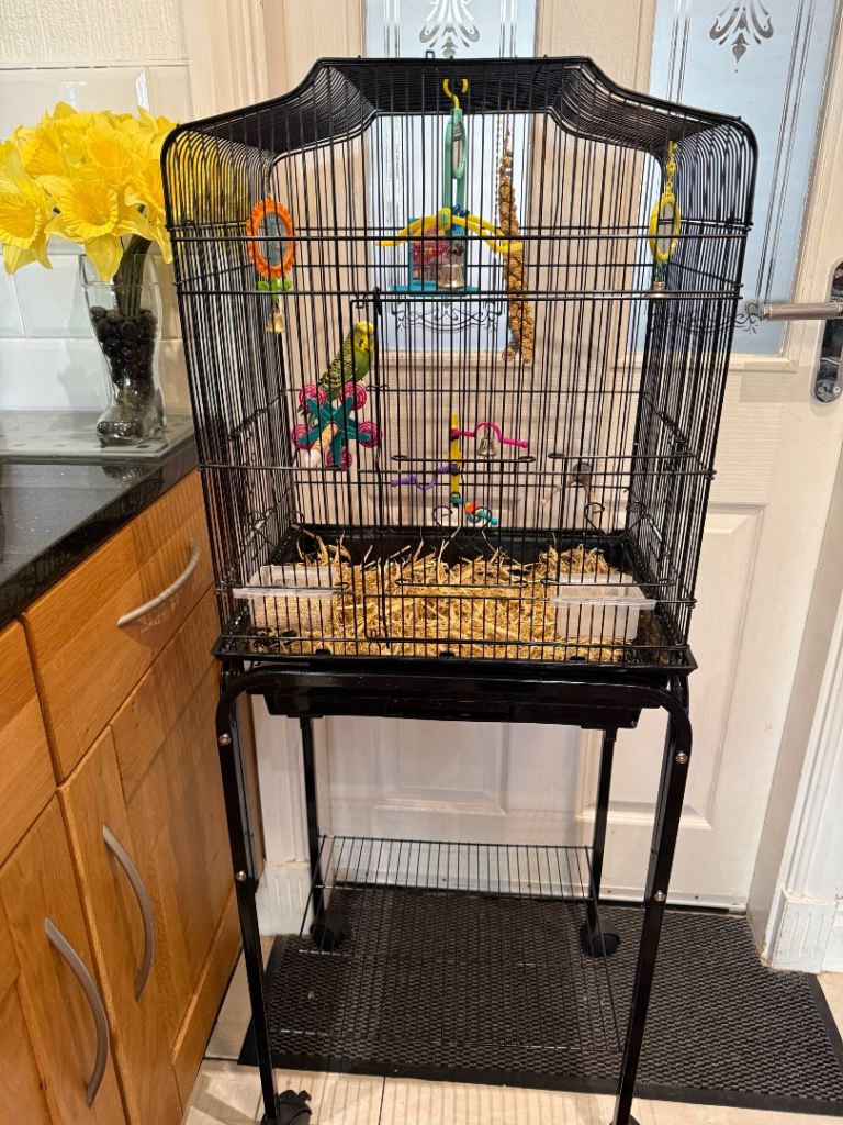 Young male budgie with cage/accessories