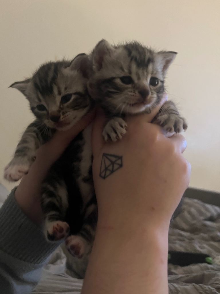 2 beautiful grey kittens for sale