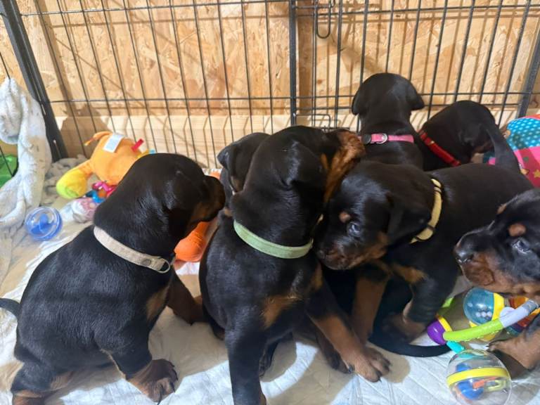 CHAMPION LINE EUROPEAN DOBERMAN PUPPIES