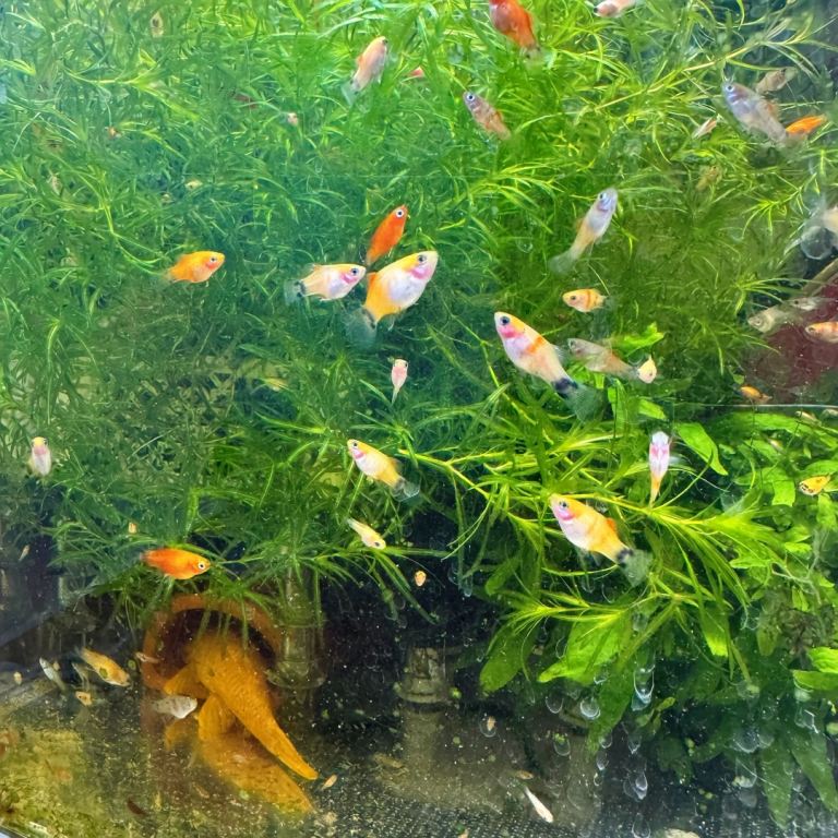 Beautiful small Platy, Guppy,shrimps &Bristlenose Pleco –from home Hobby Tank