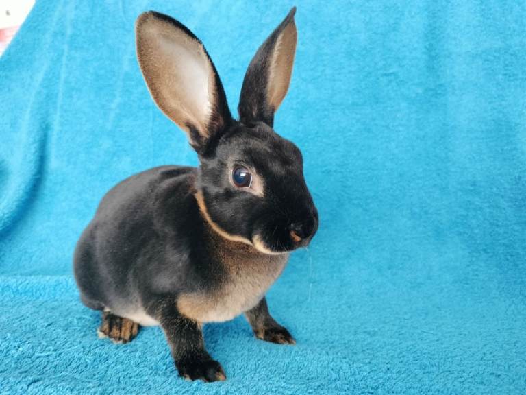 Baby mini rex rabbits for sale 