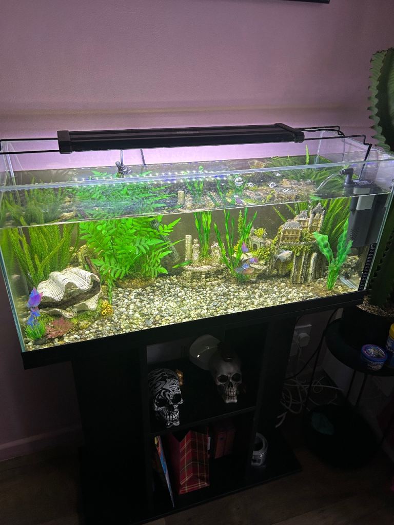 Ciano aqua 80 aquatic tank