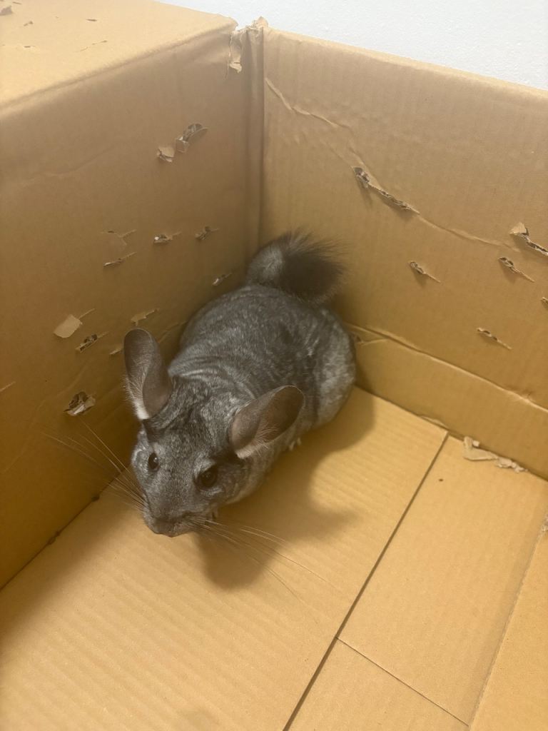 Meet cupcake