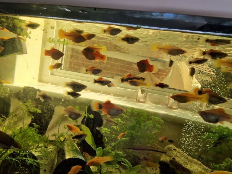 Mixed Mollies and Platies, as pictured... and Bristlenoses... 10 for £10.
