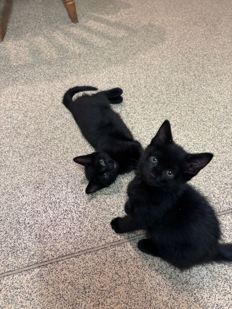 Black kittens - 10 weeks old