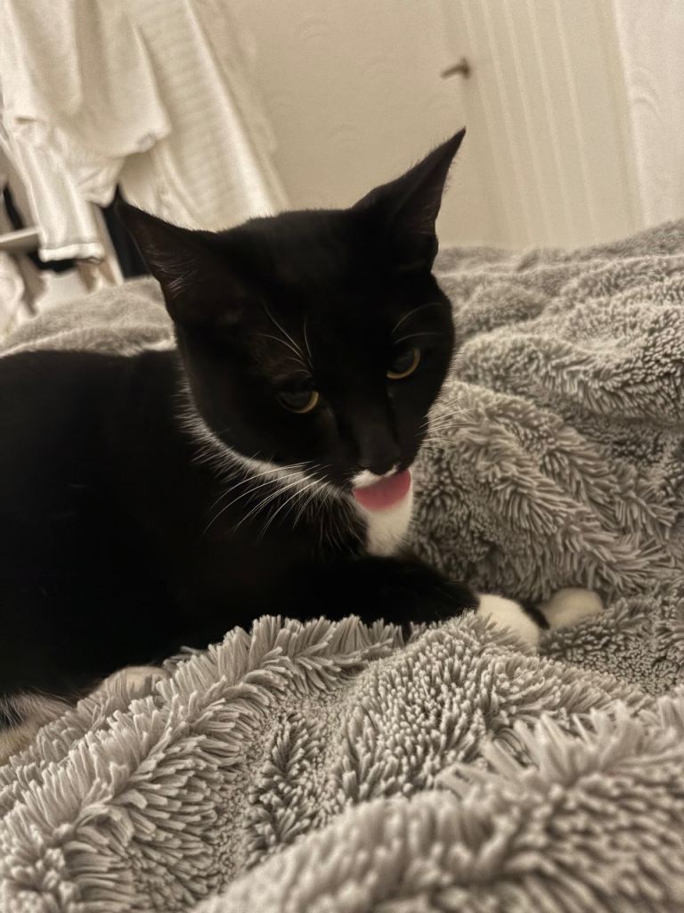 Kitty girl 18 months 