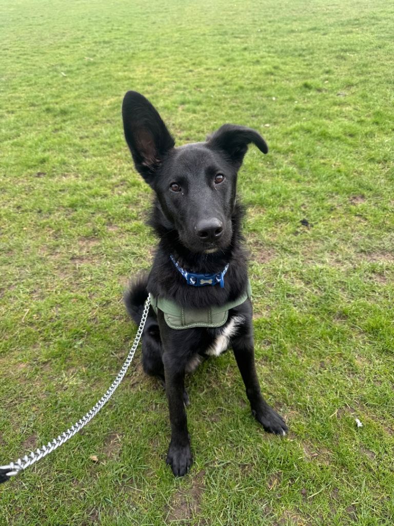 8 Month Old German Shepherd Mix