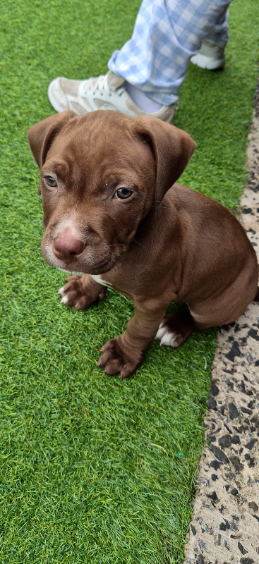 Bully x staffy 
