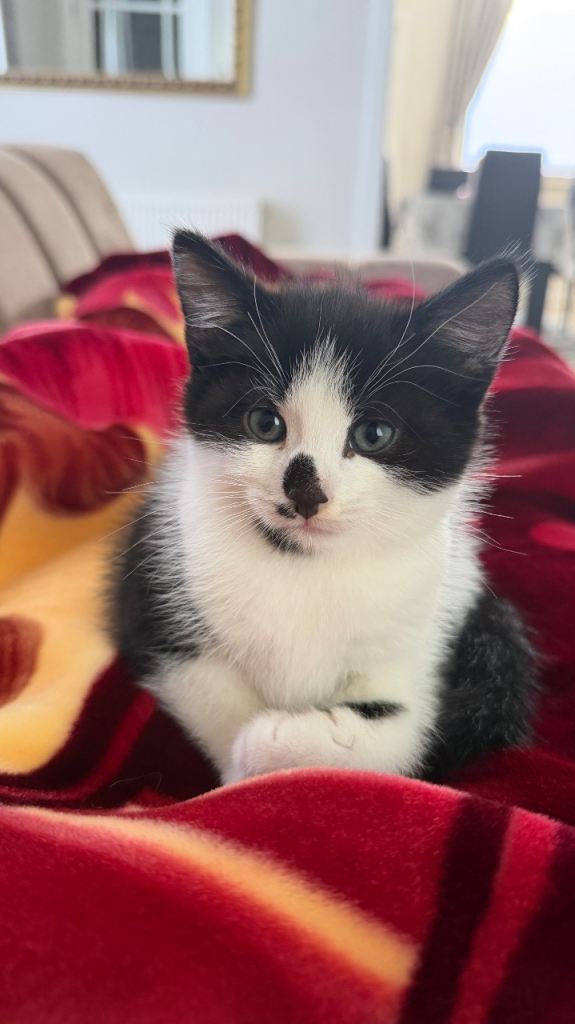 Lovely black and white kittens *WHITE KITTEN RESERVED*