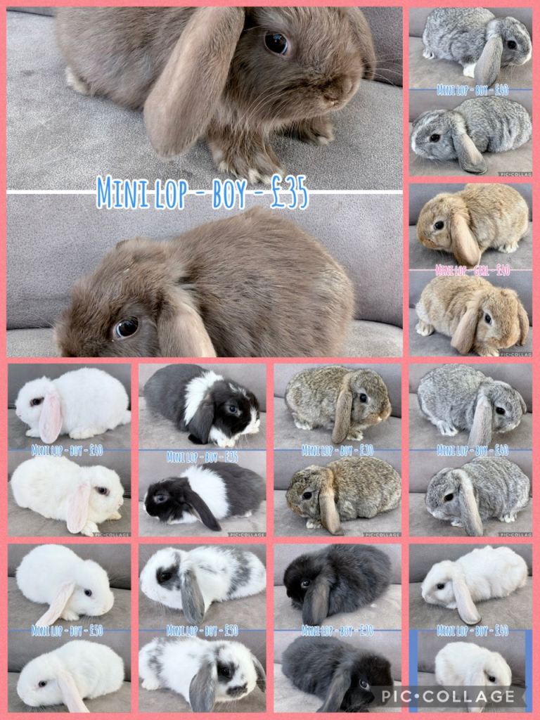 Mini Lop Rabbits