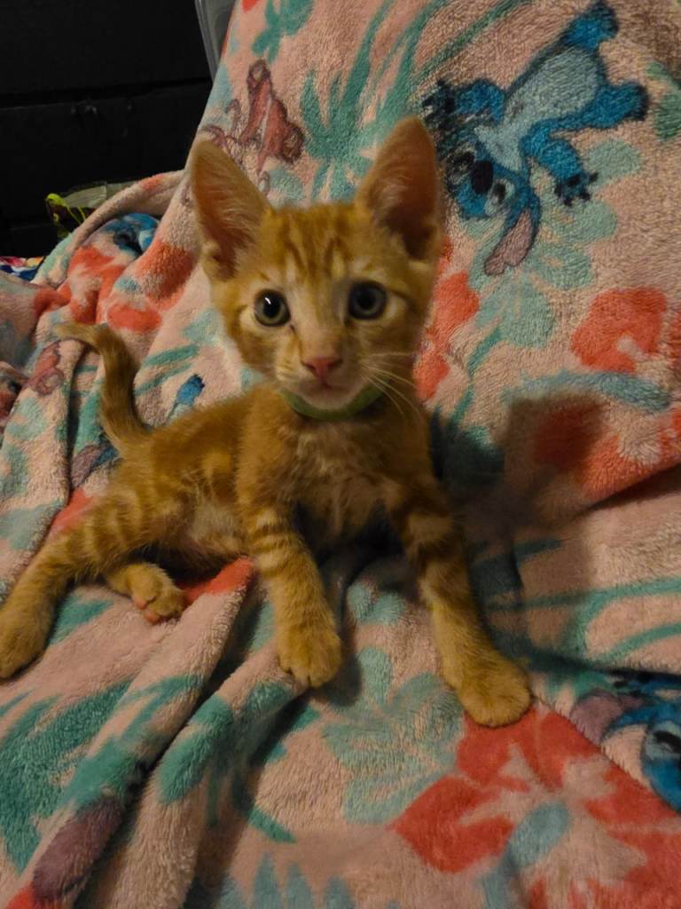 6 beautiful kittens