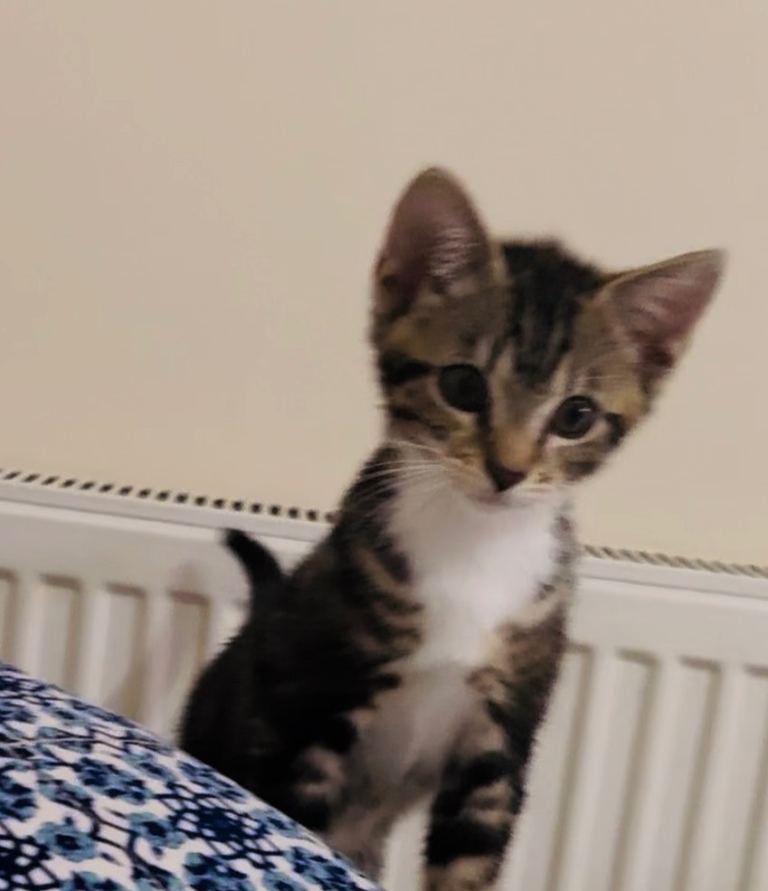 🐱 Lovely Male Kitten for Sale 🐱